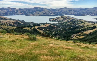 Purple Peak Curry Reserve: A Hidden Gem of Banks Peninsula Conservation